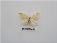 藏品(尺蛾250)的圖片